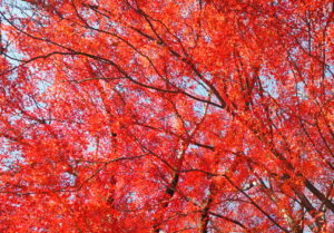 見上げると、一面に紅の葉が広がっていました。
